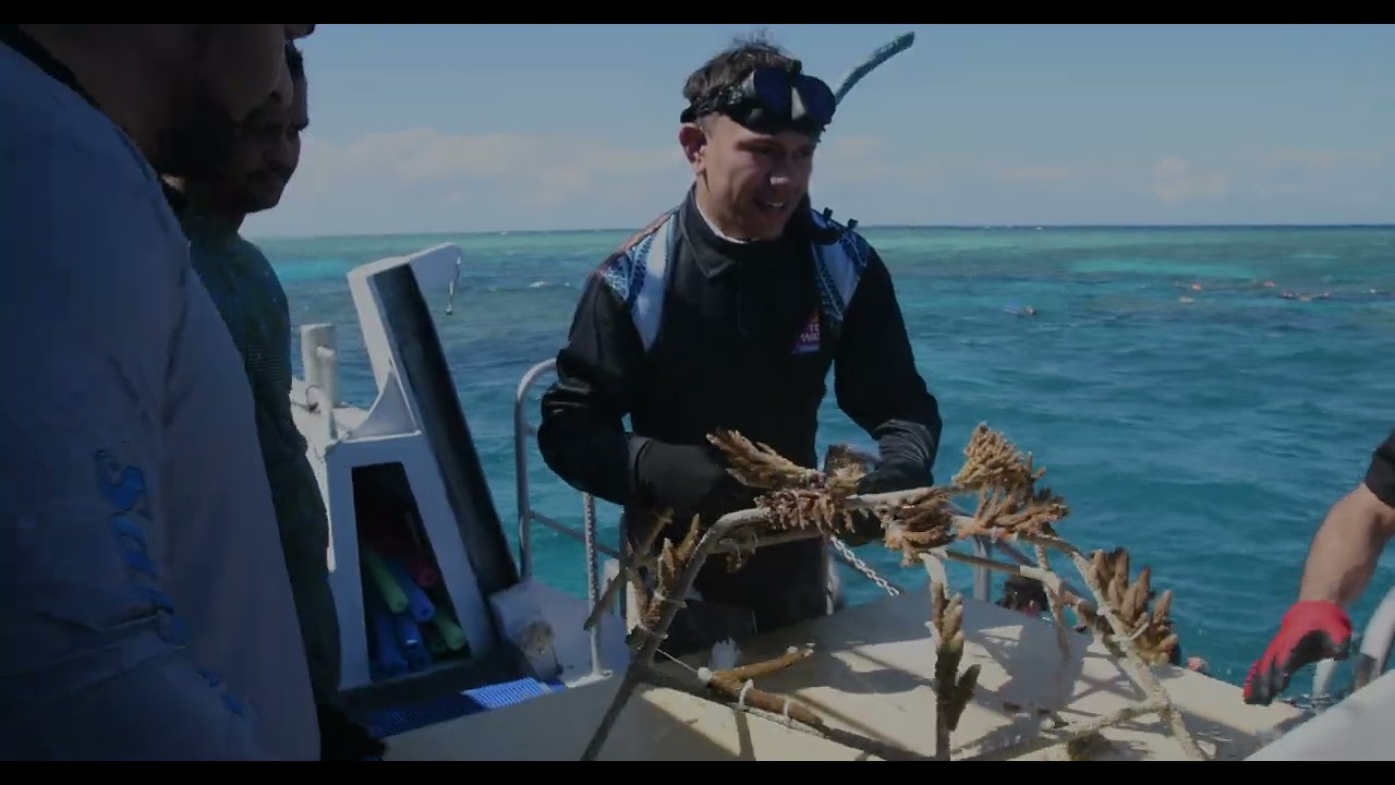Reef Recovery Day - Dreamtime Dive & Snorkel