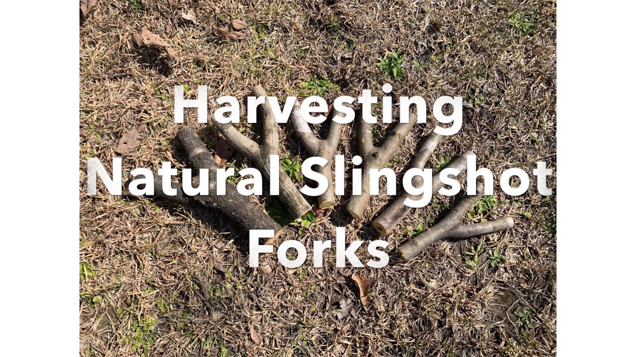 Harvesting Natural Slingshot Forks