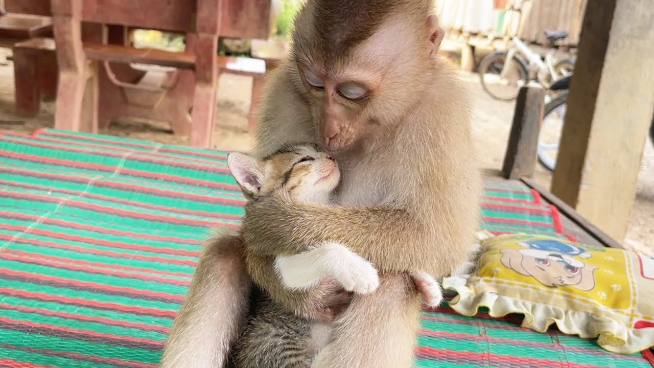 Zueii Really Love Kitty Mally Like Hug Grooming Her