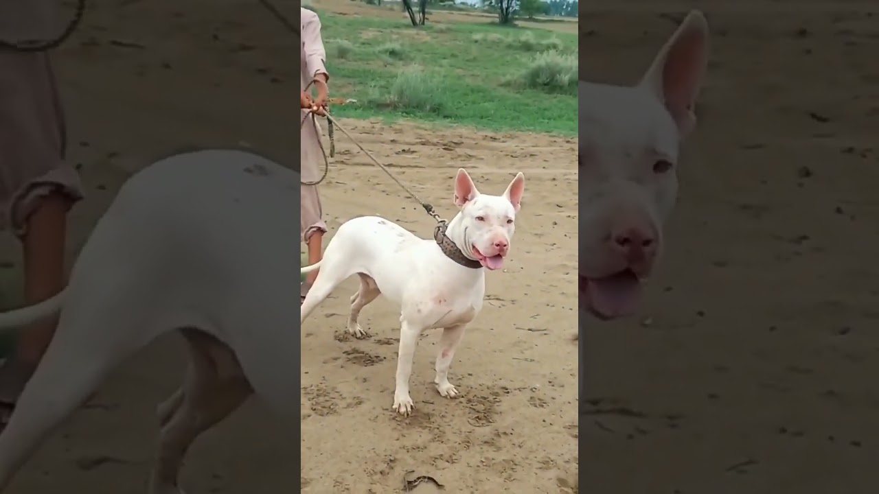 Pure Kohati Gultair Dog  #gultairdog  #kohatigultairseller  #husky #dog  #doglover #germanshepherd