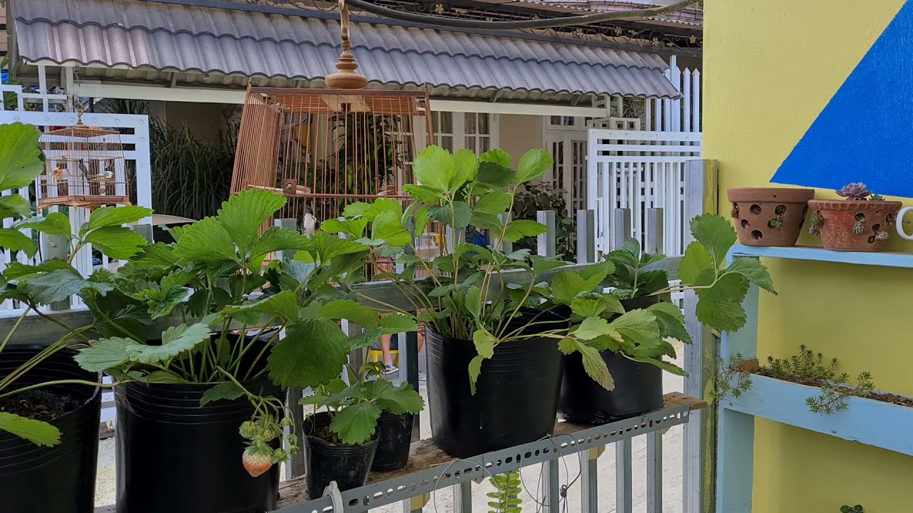 Ch&agrave;o M&agrave;o RIN Đ&agrave; Lạt | Ch&agrave;o M&agrave;o chuẩn T&agrave; Nung Đ&agrave; Lạt căng lửa | Pycnonotus Jocosus | BLUE BIRD