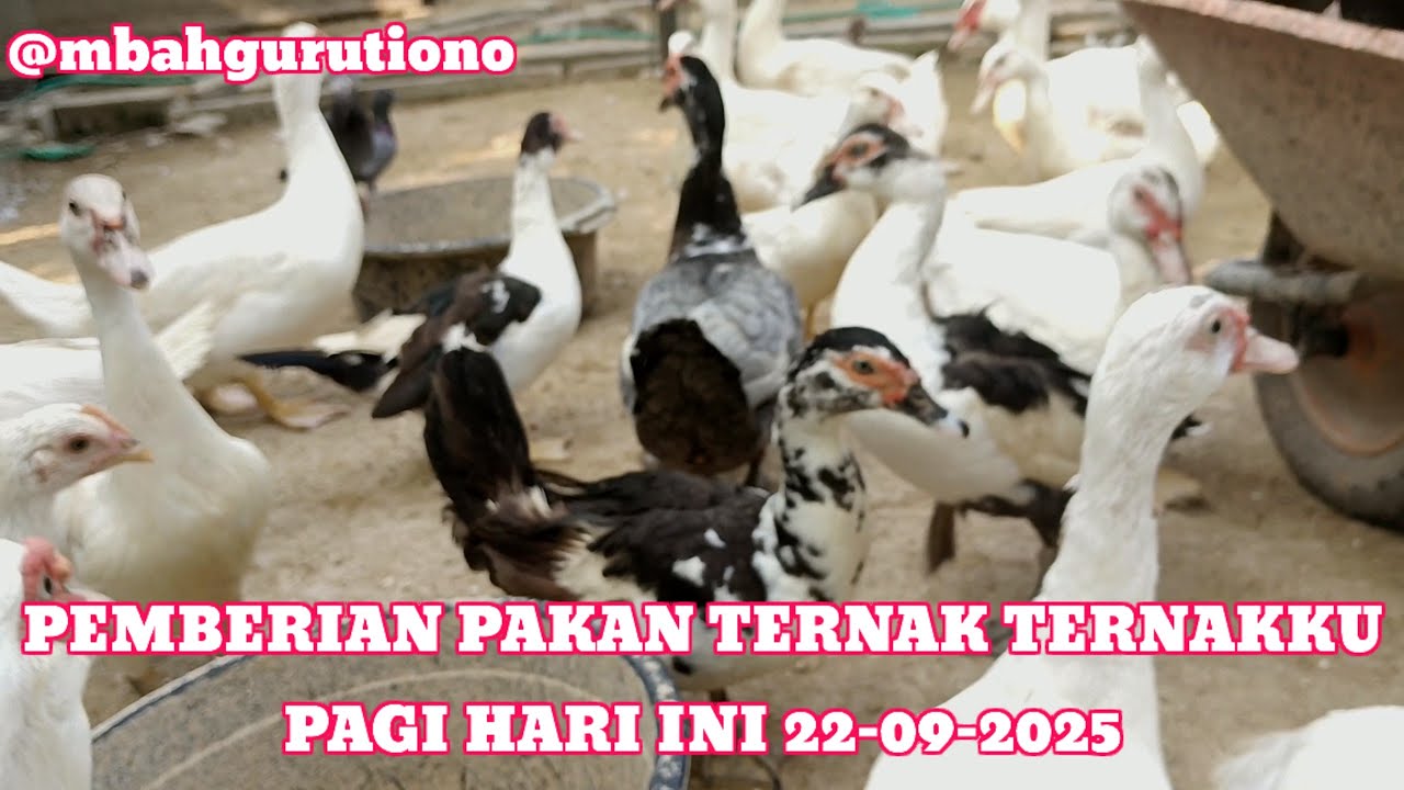 PEMBERIAN PAKAN TERNAK TERNAKKU PAGI HARI INI 22-09-2025 @mbahgurutiono
