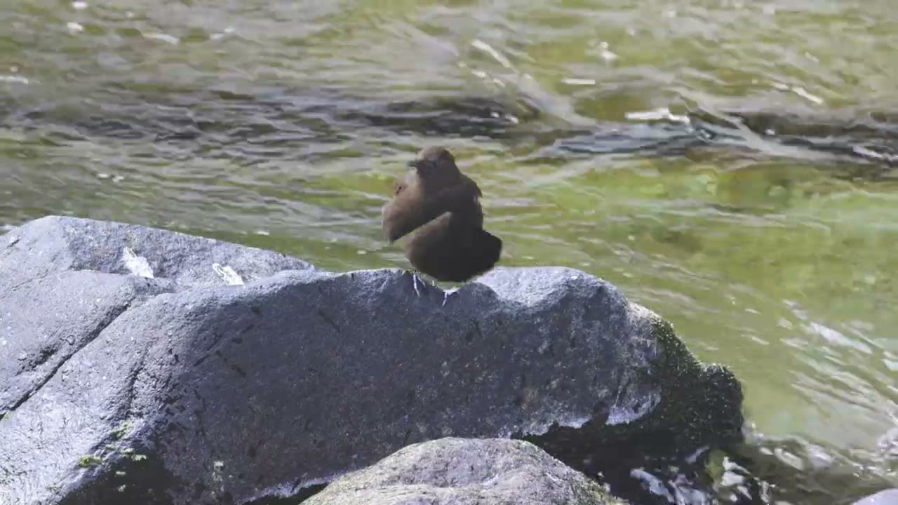 カワガラス