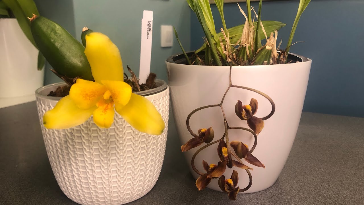 Lycaste macrobulbon, gongora galeata
