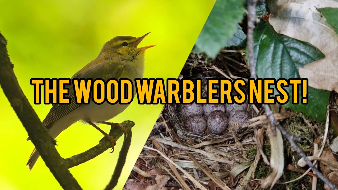 Hidden Nest Of The Rare Wood Warbler! | Bird Nesting 2025 | Part 6