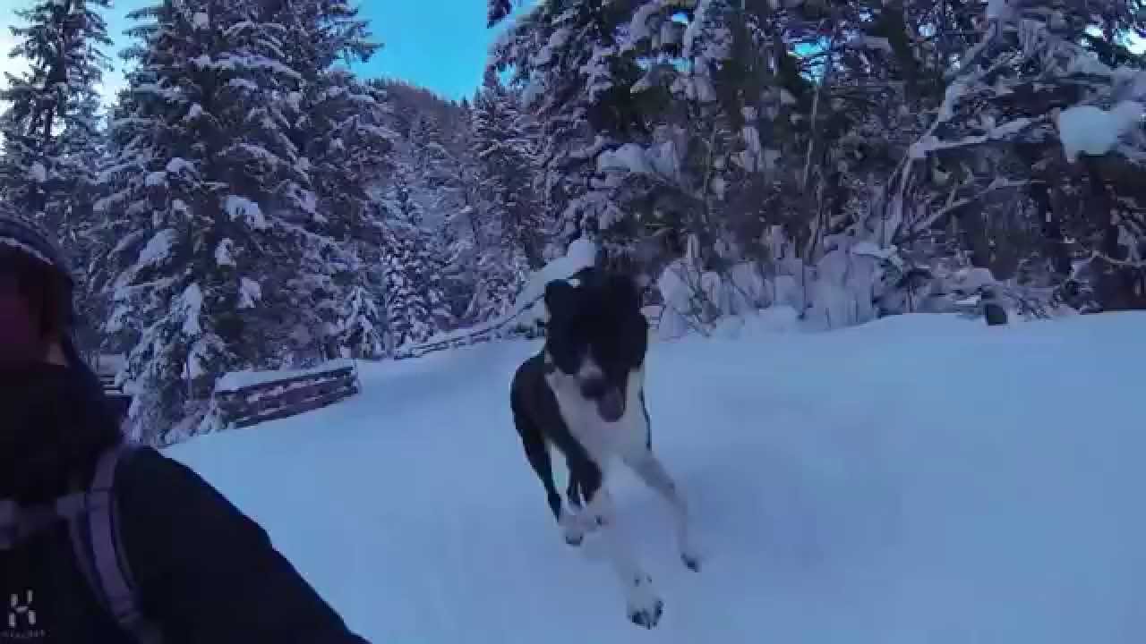 Hund und Zipflracer (Zipfelbob)