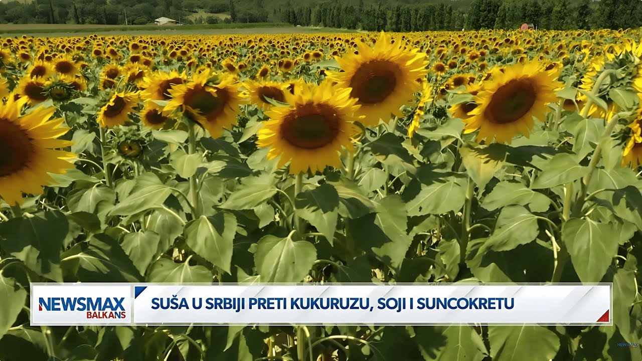 Koliko je ovogodišnji rod ugrožen? Među najugroženijima su suncokret, kukuruz i soja