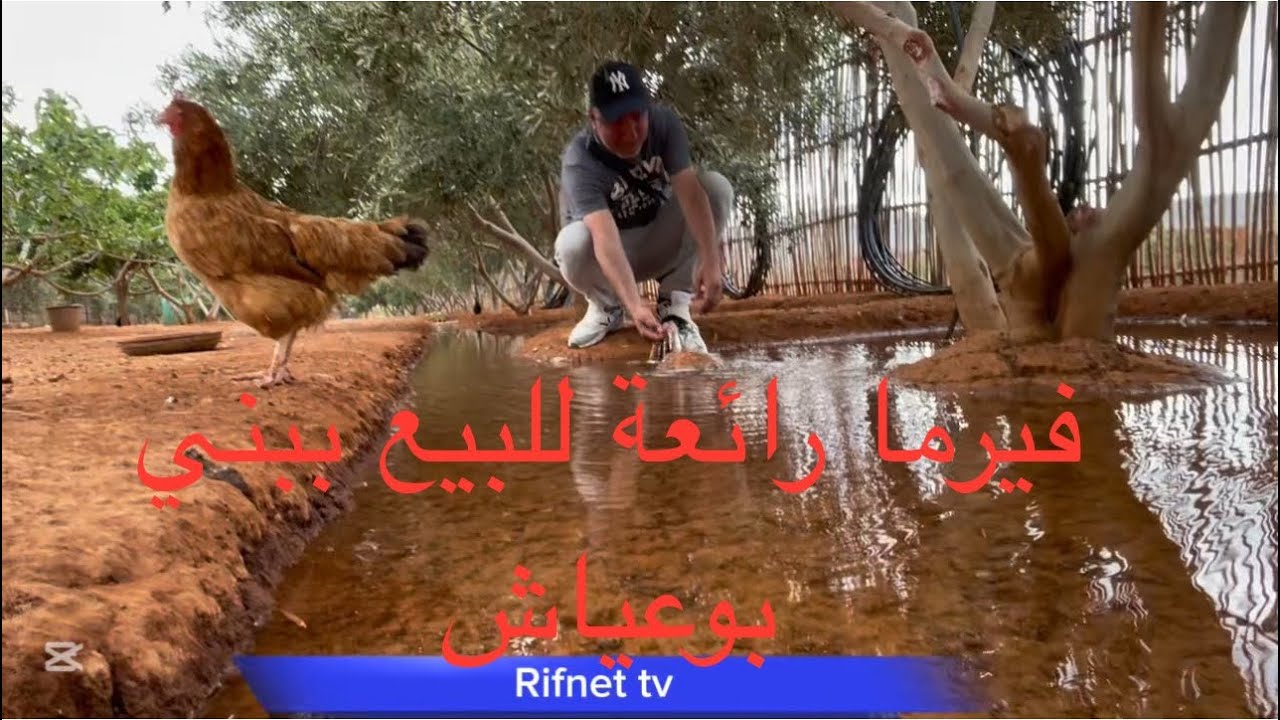 فيرما للبيع مساحتها 1101 متر مربع بإغميرن ببني بوعياش الحسيمة