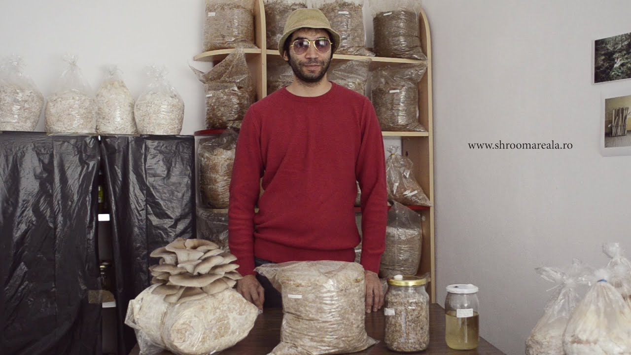 Cultivarea ciupercilor - miceliu pe grane - Shroomareala ep 1