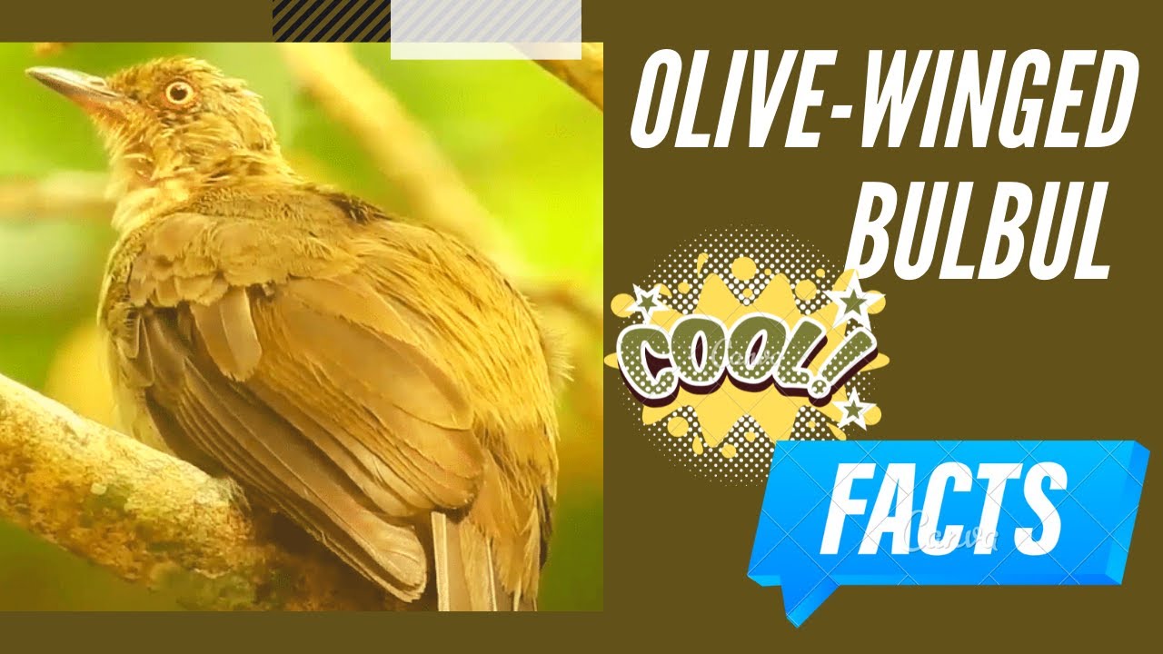 Olive-winged Bulbul facts 🦜 found in south-eastern Asia and the Greater Sunda Islands