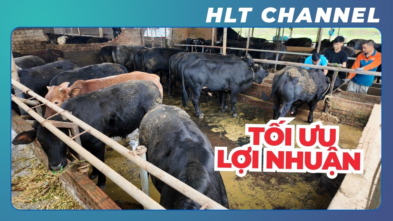 Giải pháp tối ưu lợi nhuận cho trại bò 3B vỗ béo | Hỗ trợ kỹ thuật Tiêm Synovex S