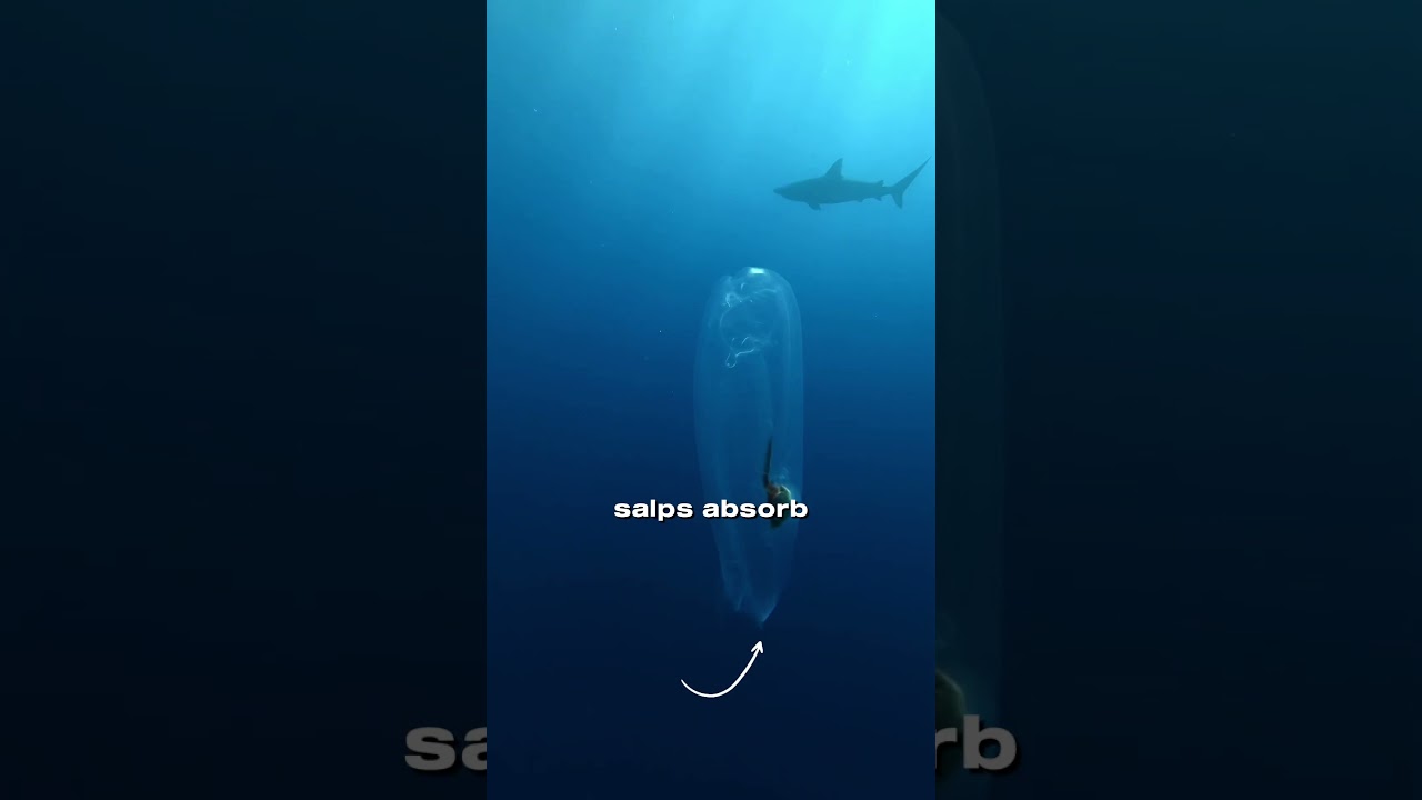 It&rsquo;s Not Alien Slime... It&rsquo;s a Salp