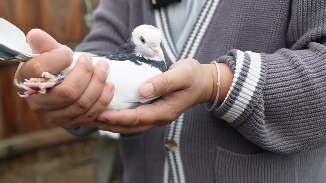 Update - Birmingham Roller Pigeon 2025