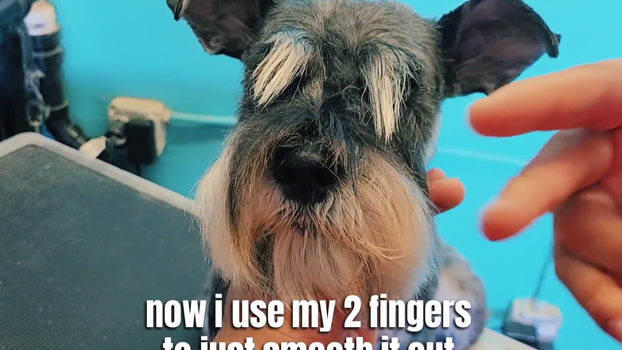 perfect schnauzer eyebrow for pets