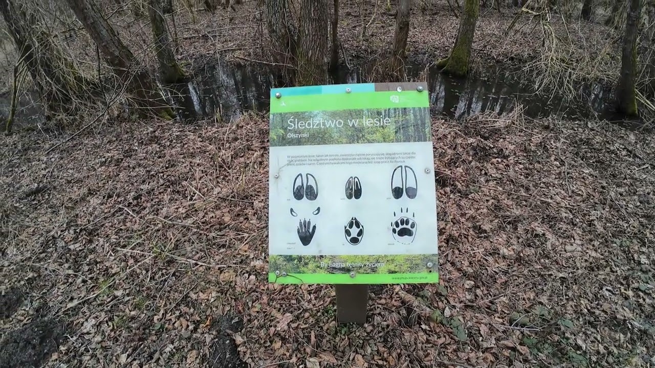 ściezka przyrodnicza Olszynki