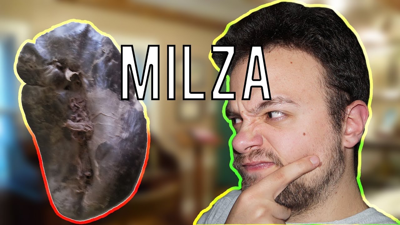 MILZA: Molto più importante di quanto crediate! - Spiegazione
