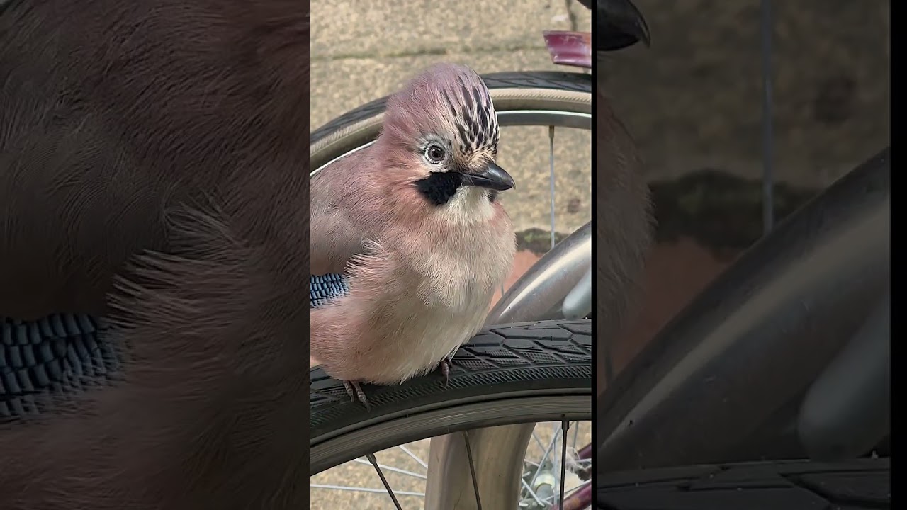 J BIRD FEEDING   HD 1080p