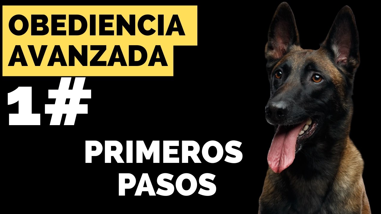 COMO ADIESTRAR A UN CACHORRO DE 9 MESES