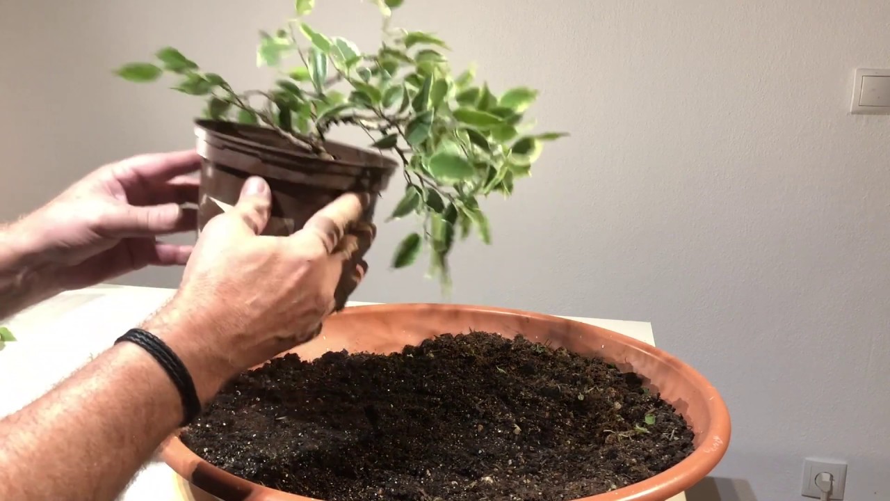 Easy für Anfänger ! Ficus als Bonsai gestalten. Biegen und Beschneiden