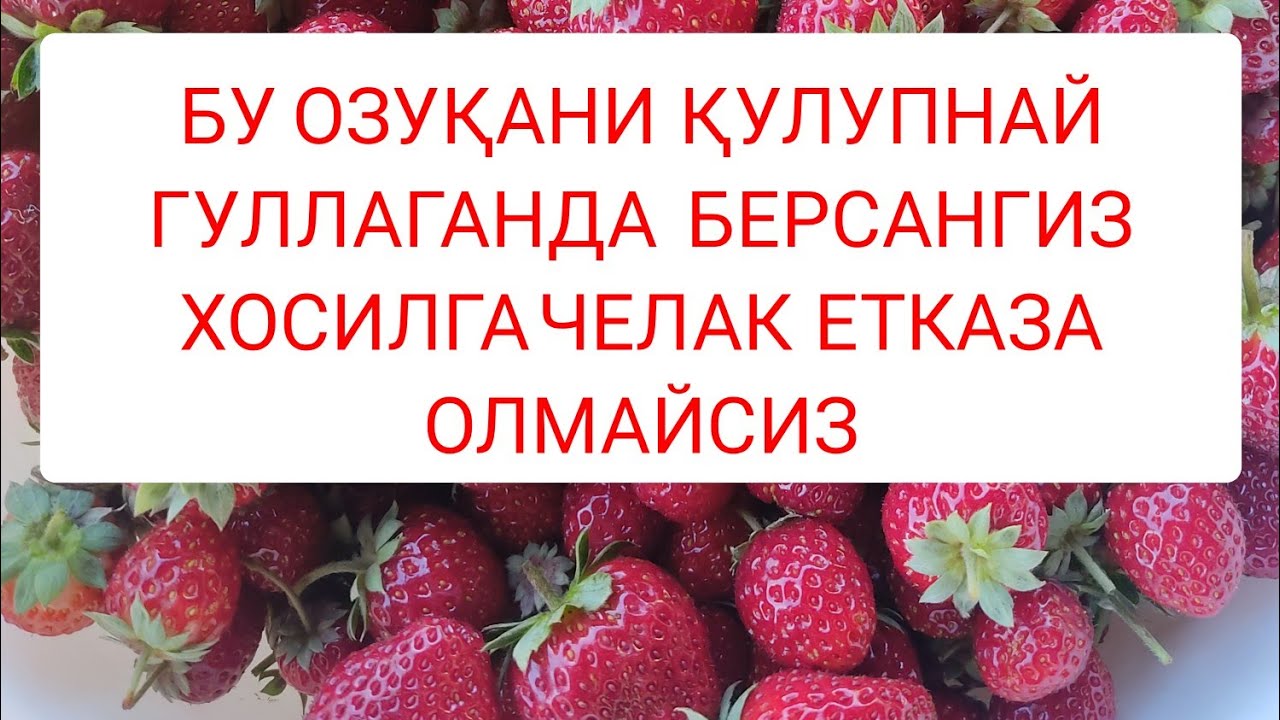 Бу озуқани  қулупнай гуллаганда берсангиз  хосилга челак етказа олмайсиз  +998973439321