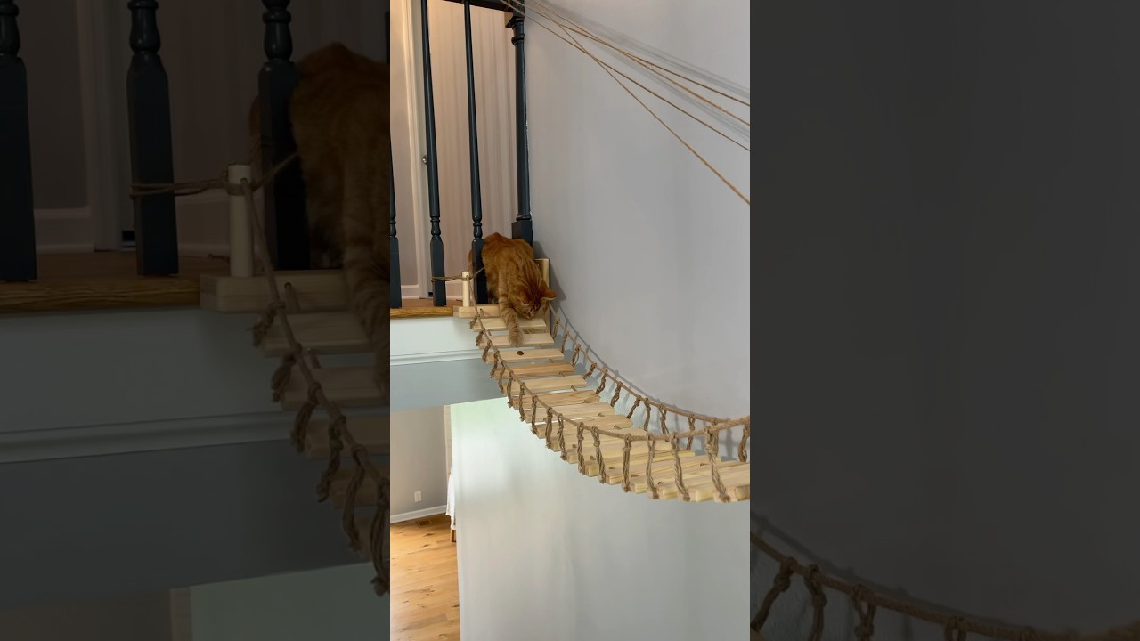 i built my cat a bridge between his 2 balconies