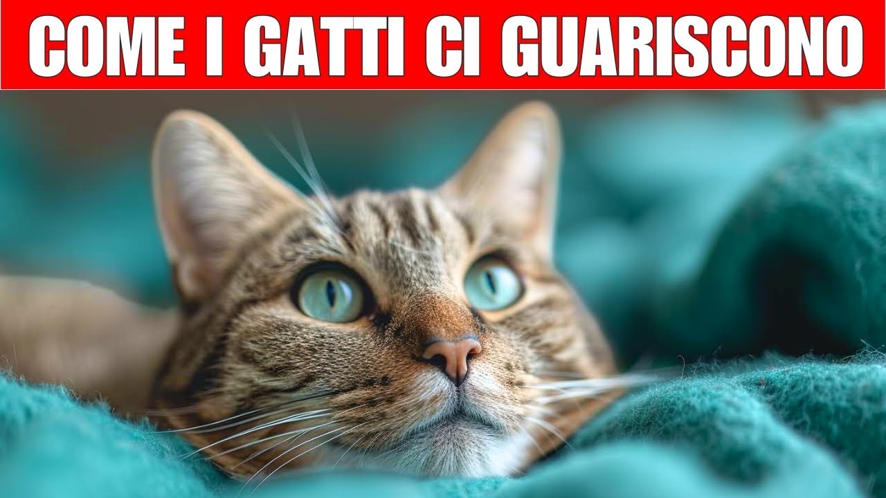 Come i gatti possono guarirti | Spiritualità dei gatti