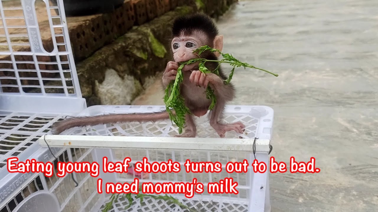 Baby Monkey is Very Hungry Learn To Eat Young Leaves || Baby Monpai Belajar Makan Pucuk Daun.
