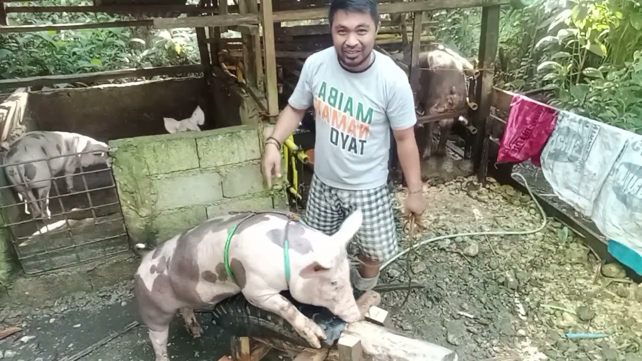 training a Jr boar for a.i  #boaroperator#happyfarming #foryoupage