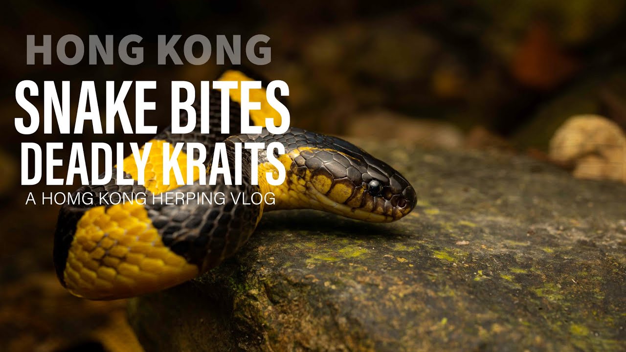 Snake Bites and Deadly Kraits!