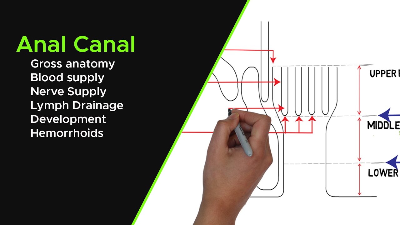 Anatomy of the Anal Canal