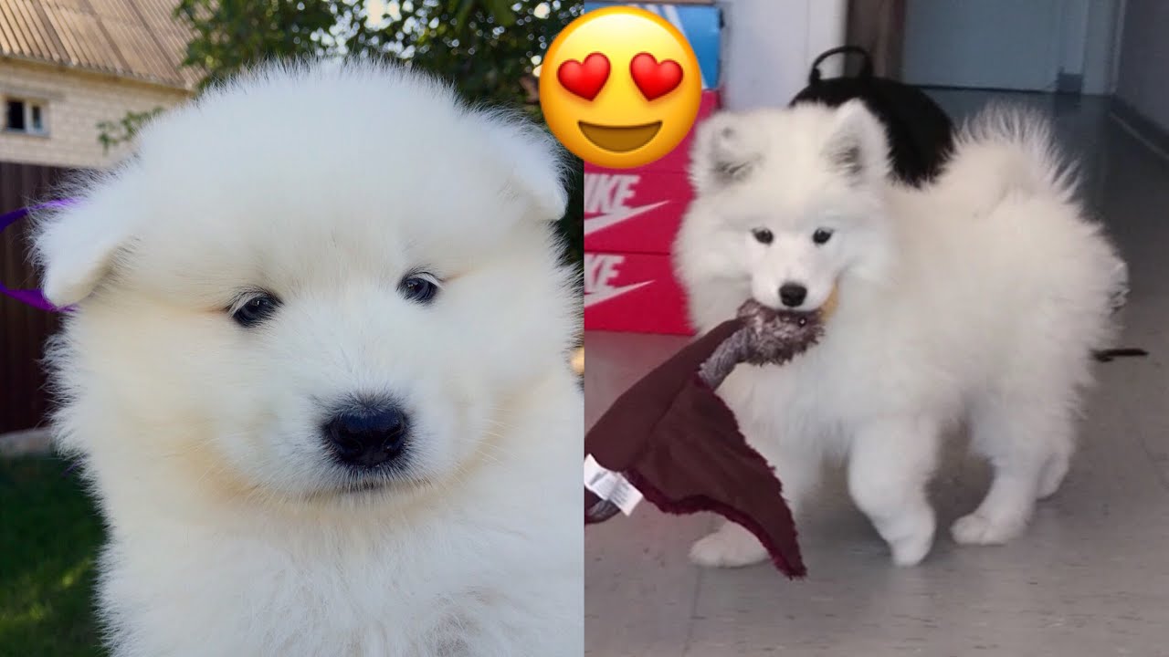 Cute Maya Samoyed Puppy Compilation 🐶❤