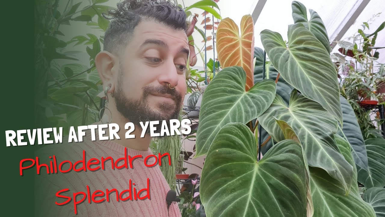 Philodendron Splendid Review | 2 Years Later | Philodendron Verrucosum x Melanochrysum