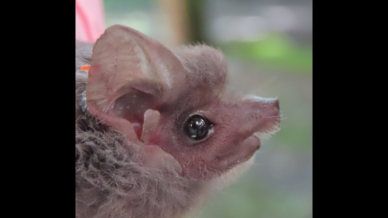 Balantiopteryx plicata