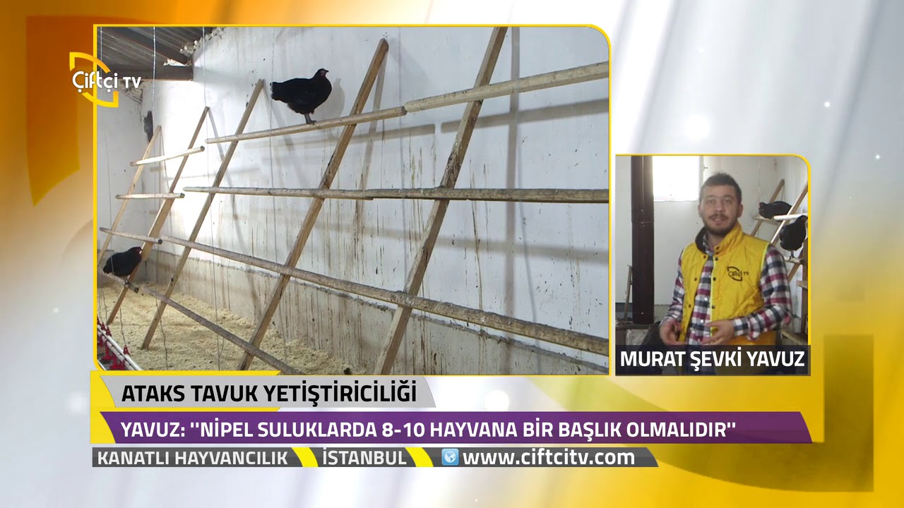 Kanatlı Alemi - Ataks Tavuk Yetiştiriciliğinin İncelikleri.