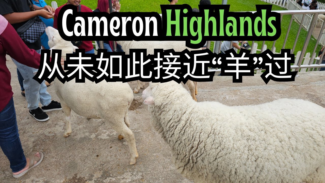【金馬仑EP3】第一次和“羊”零距离互动！金马仑高原超可爱动物农场 | Cameron Highlands 高原