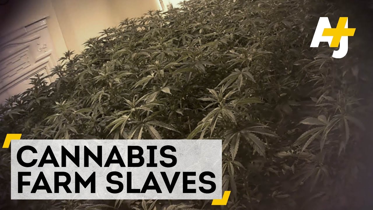 Britain&rsquo;s Modern-Day Slavery: Part 1 &mdash; Cannabis Farm Slaves