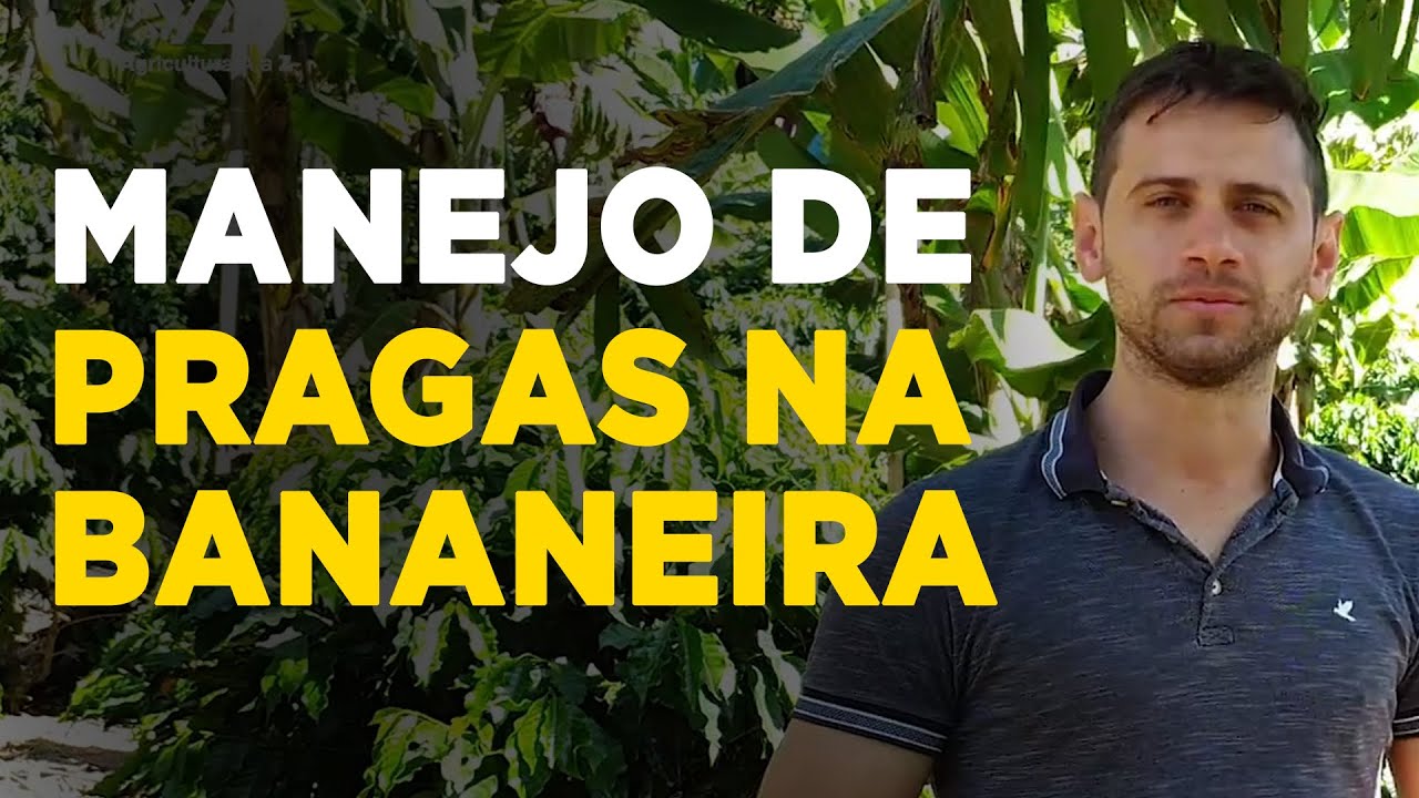 Como Controlar as Principais Pragas na Cultura da Banana – com Laedio Magno Busato