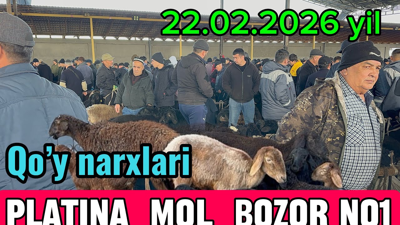 TOSHKENT VIL, BUSTONLIQ TUMANI PLATINA MOL BOZOR QO’Y NARXLARI