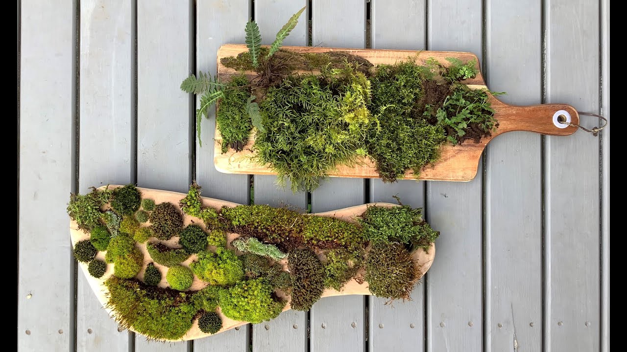 Collecting and Growing Moss
