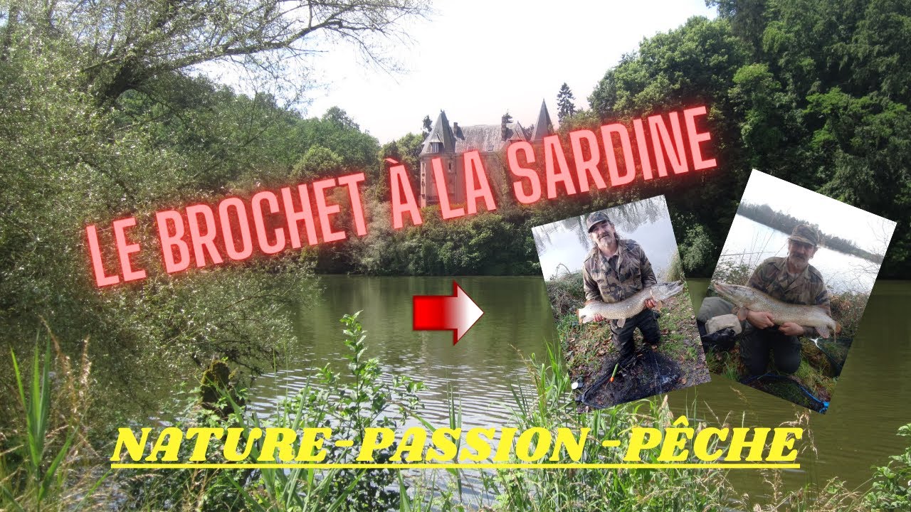 Le brochet à la sardine