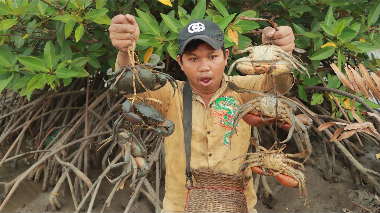 Mangrove Roots Hide Giant Mud Crabs | Amazing Catch