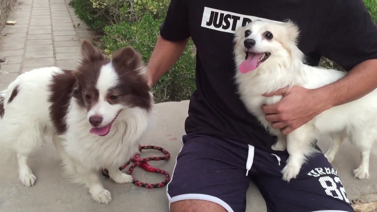 تبنيت كلب جريفون عشان يعيش مع كلبتي