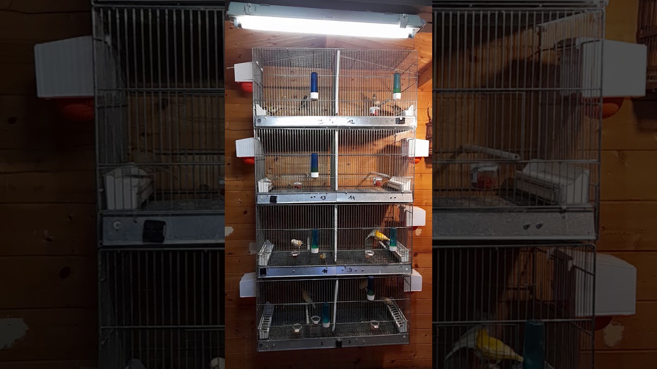 élevage reproduction canaris preparation