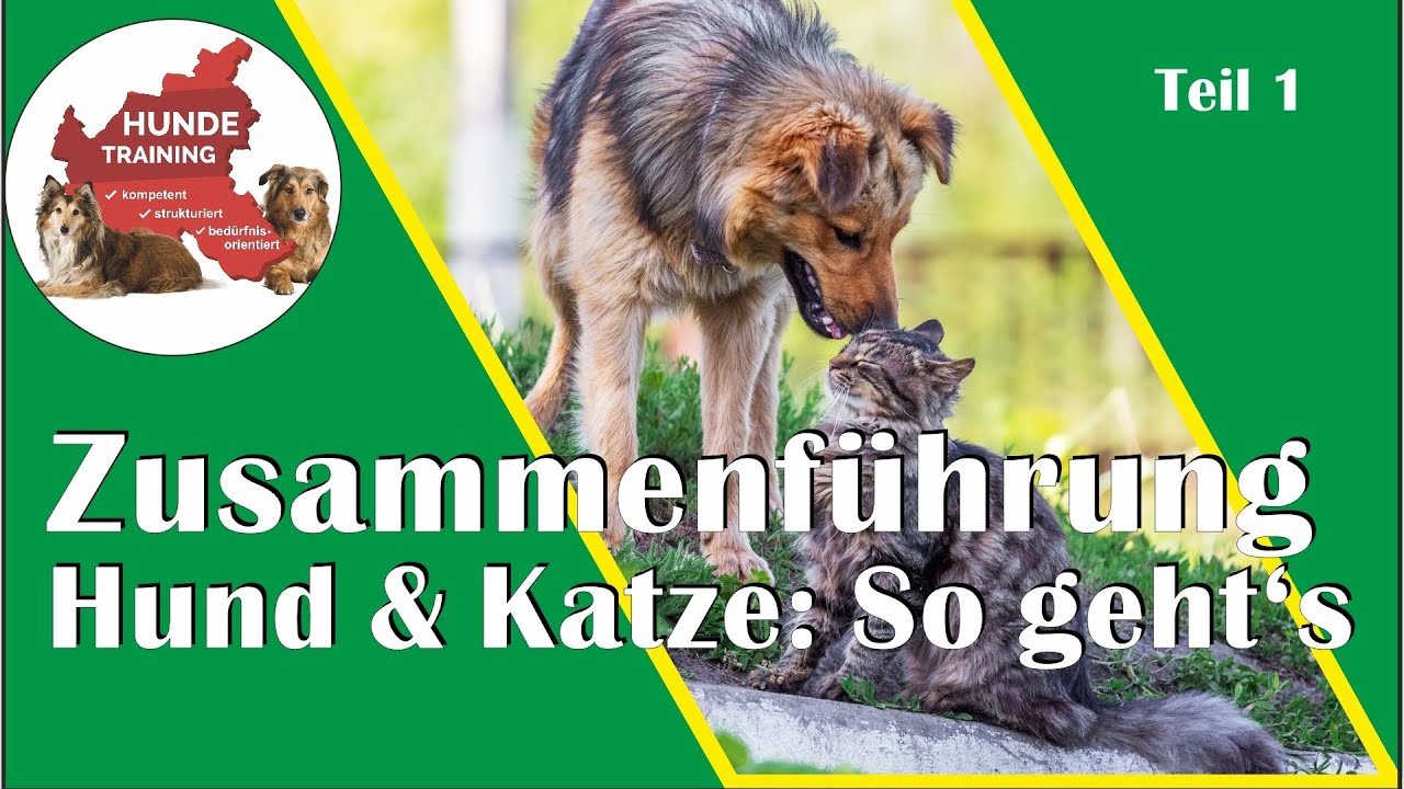 Die Vergesellschaftung von HUND & KATZE optimal erreichen mit guter Planung, Geduld und Training.