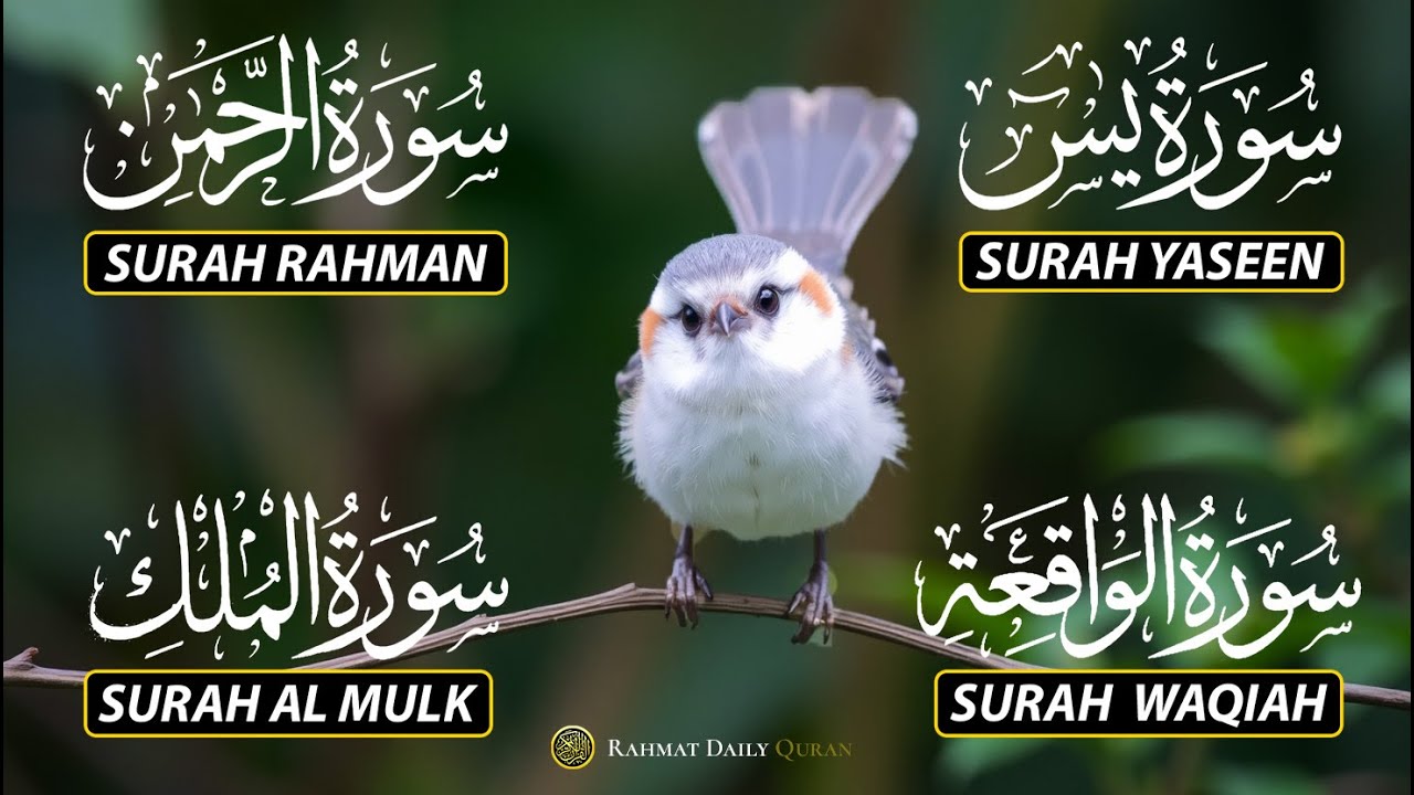 Magical Recitation Surah Yaseen (Yasin) | Surah Rahman | Surah Waqiah | Surah Mulk