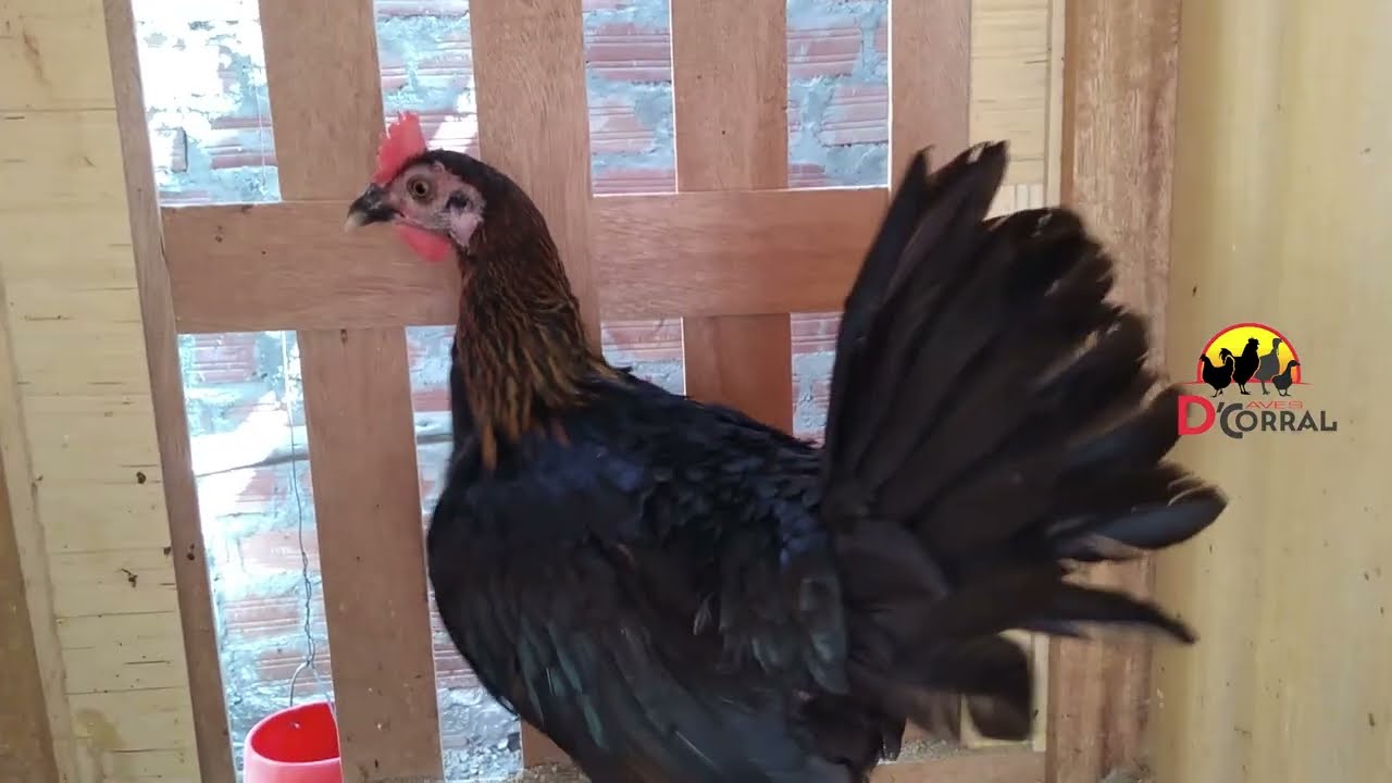 MIS POLLOS GALLINAS Y GALLOS aves de corral