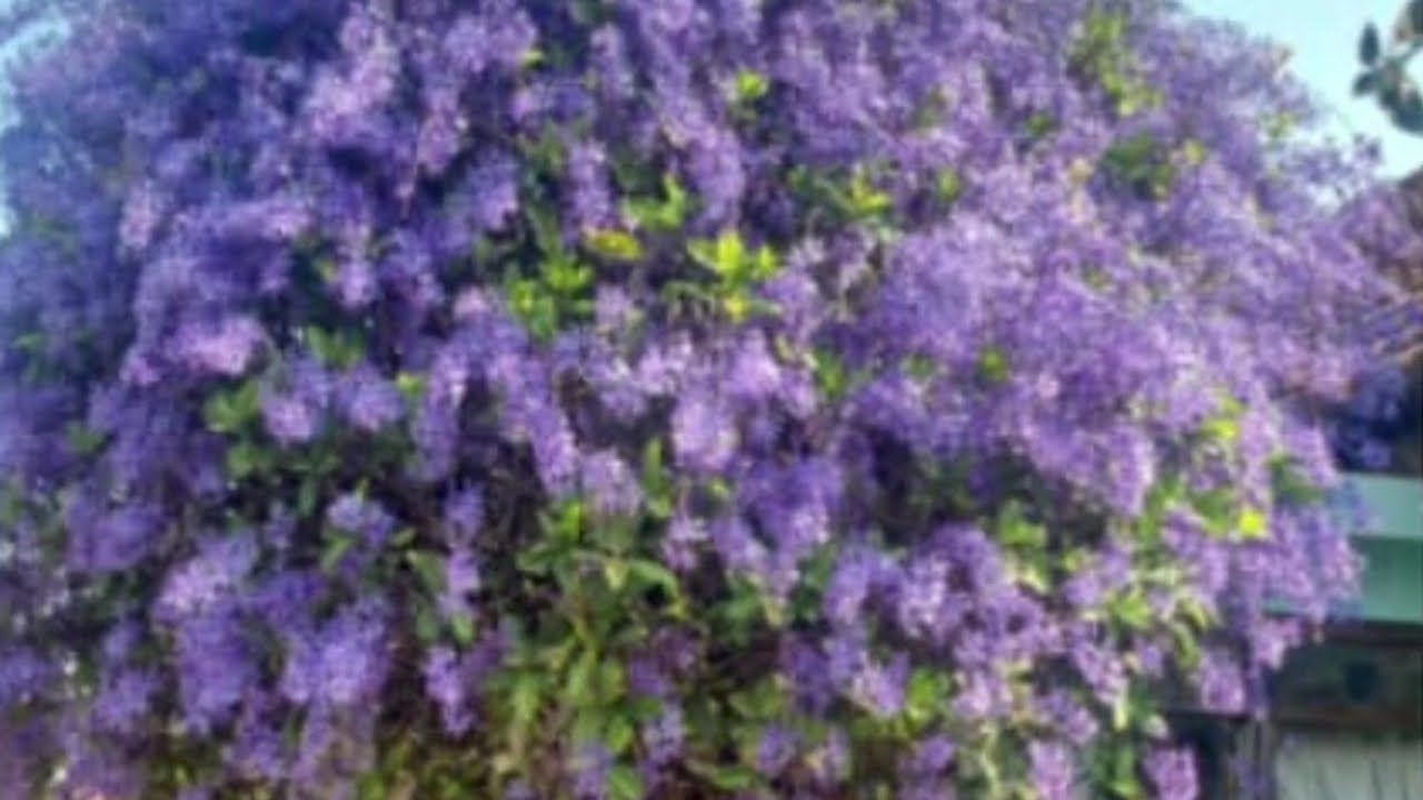 Flourishing In The Lord