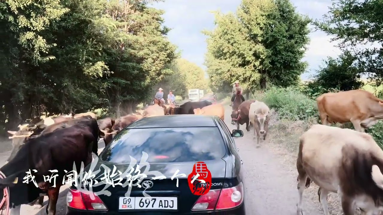 我听闻，你始终一个人。