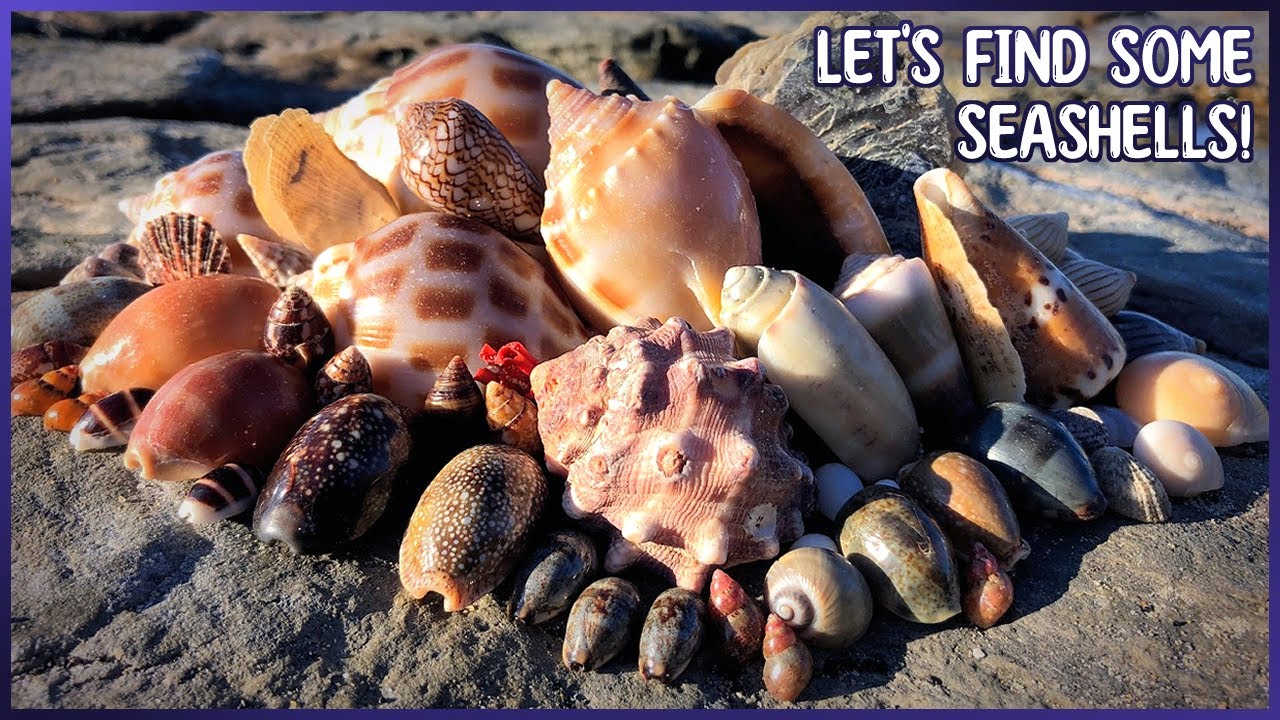 Super Low Tide Treasures | Finding Cone Shells in the Rock Pools