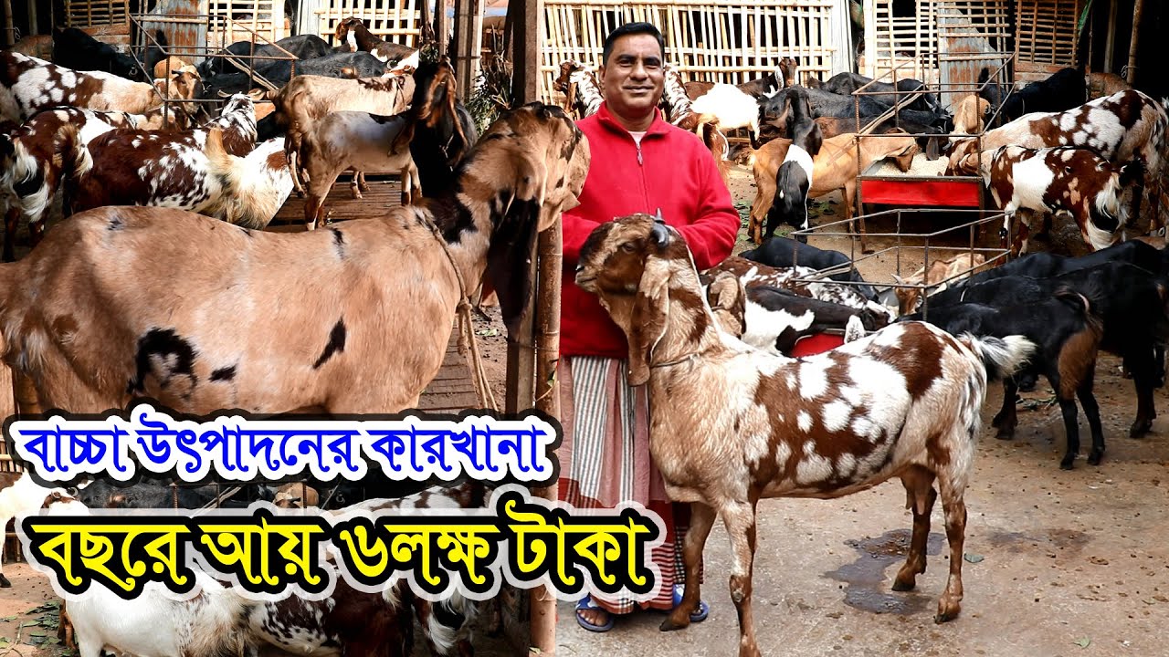 ছাগলের র্ফাম বছরে আয় করেছেন ৫-৬ লক্ষ টাকা | ছাগলের খামারতো নয় বাচ্চাউৎপাদনের খামার | ছাগল লালন পালন